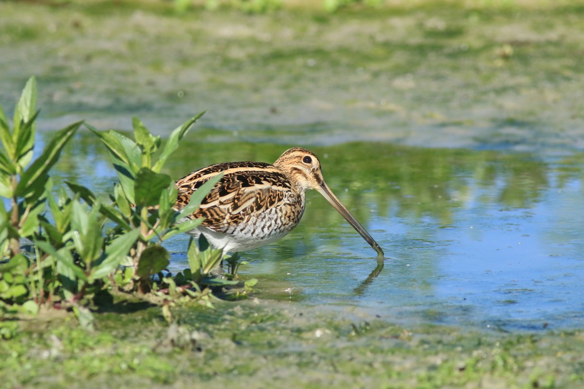 Beccaccino ( cieco dall''occhio sinistro? chiedo conferma)