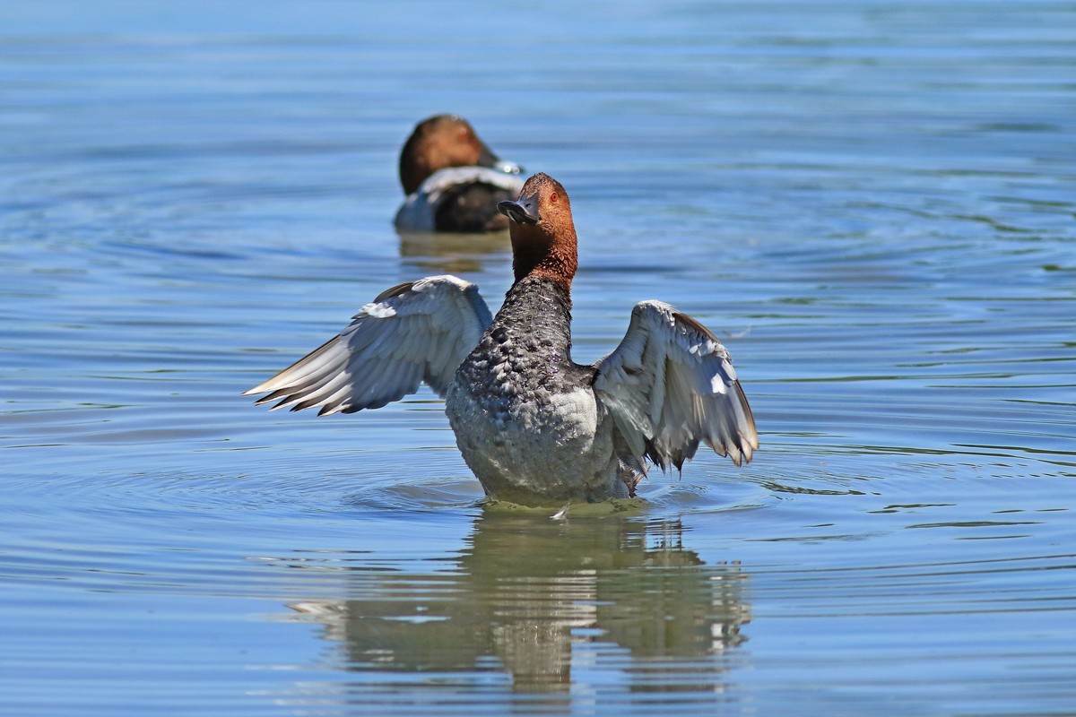 Moriglione  ( Aythya ferina )