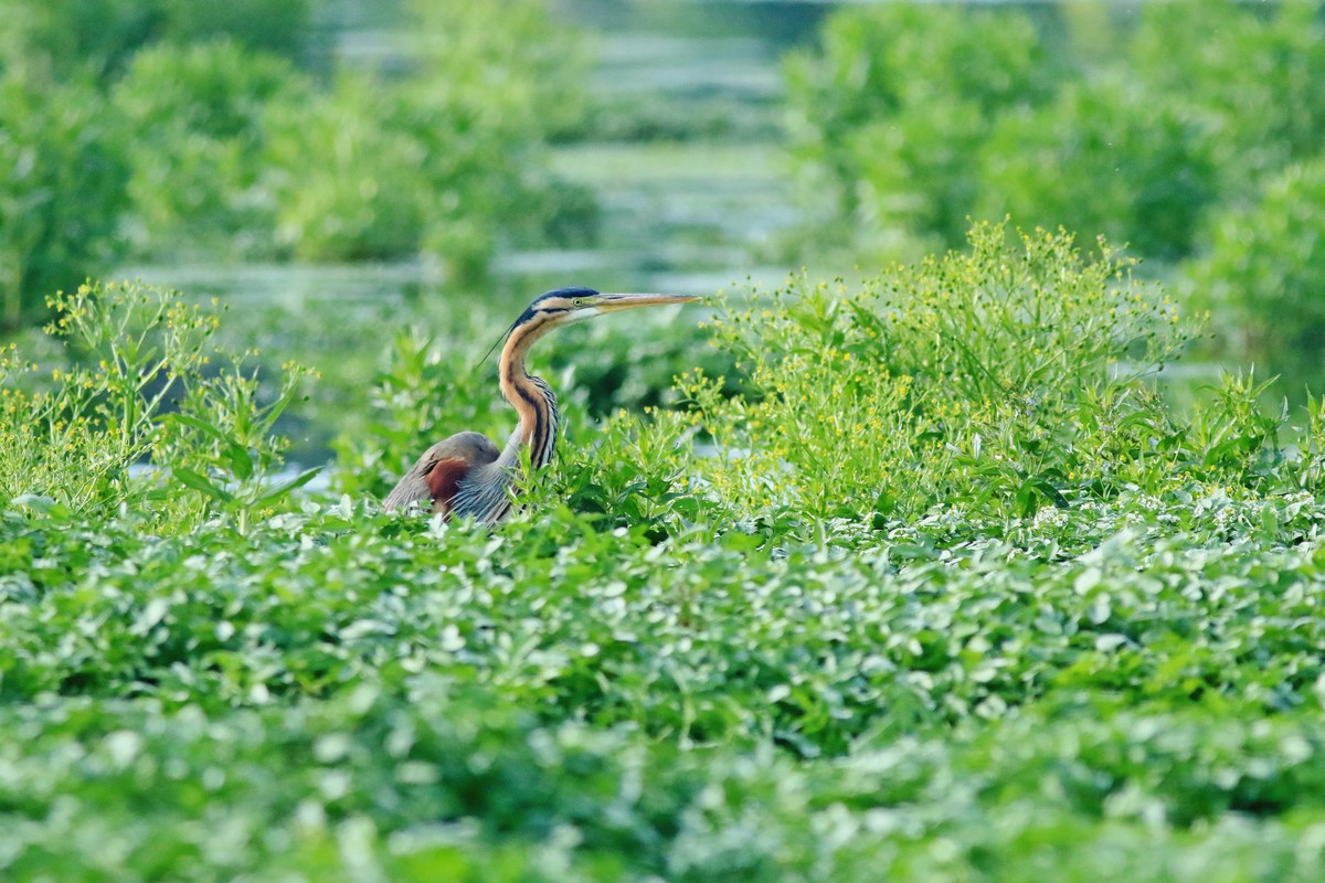 Airone rosso  (Ardea purpurea )