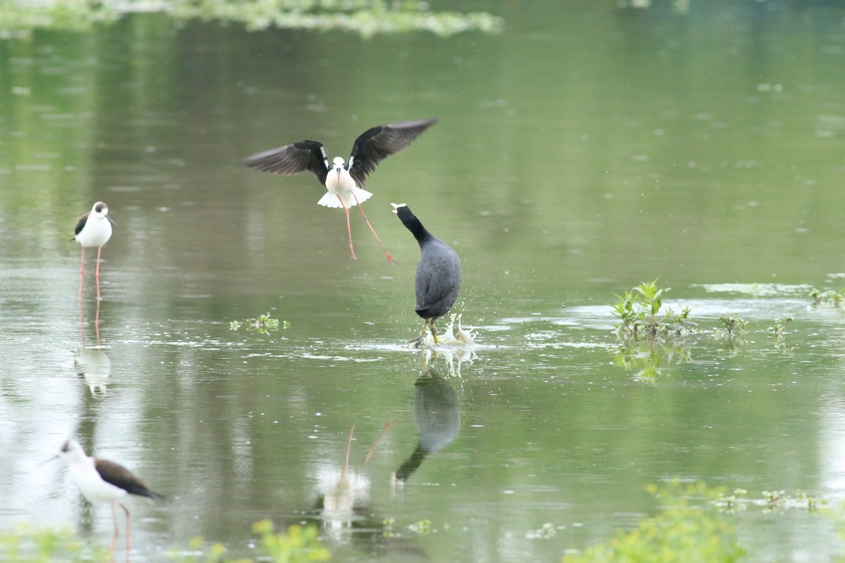 Folaga preda uova di Cavaliere d''Italia