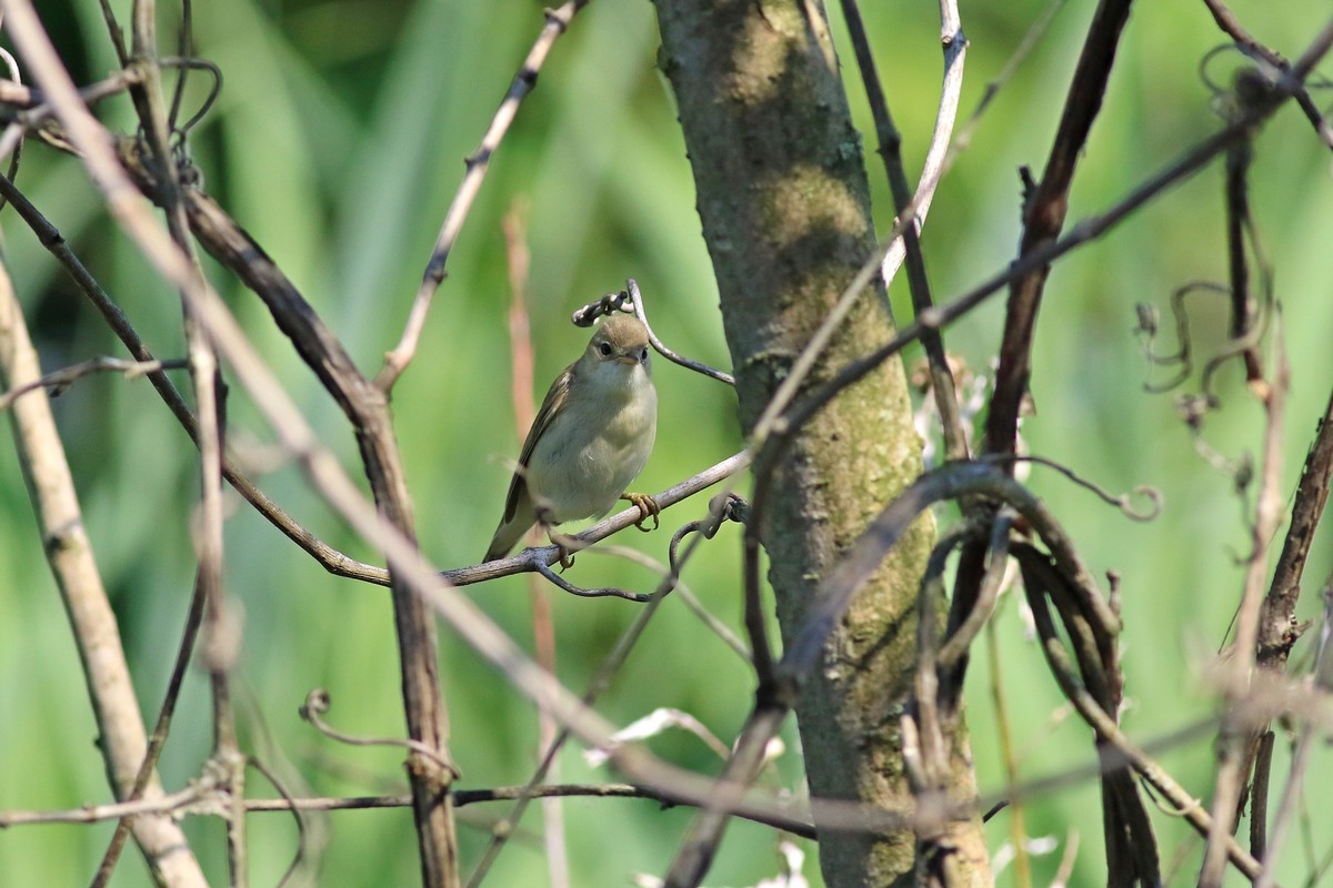 Aiuto identificazione