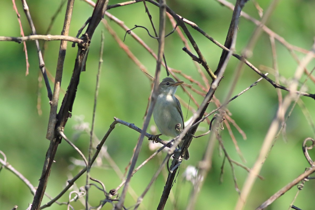 Aiuto identificazione