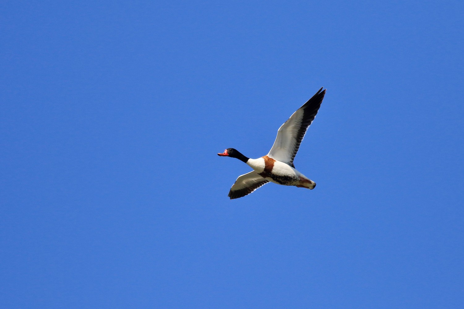 Ad ali spiegate, il sogno di Icaro.