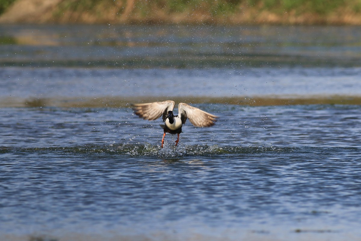 Mestolone ( comico )