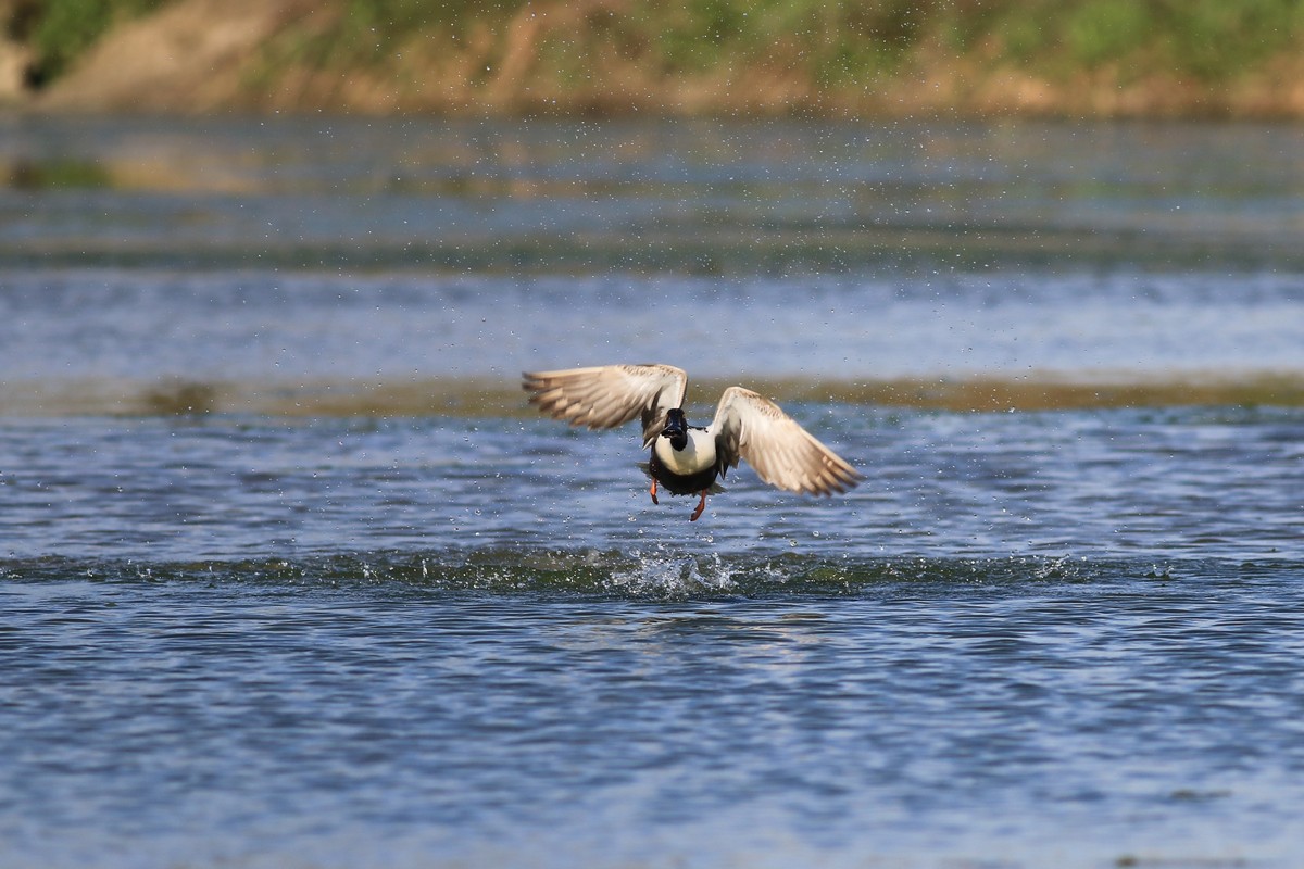 Mestolone ( comico )