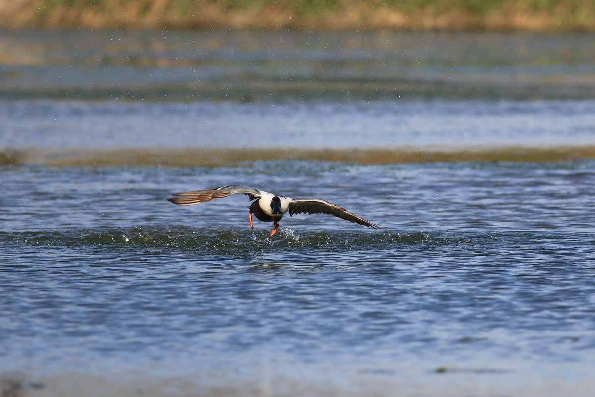 Mestolone ( comico )