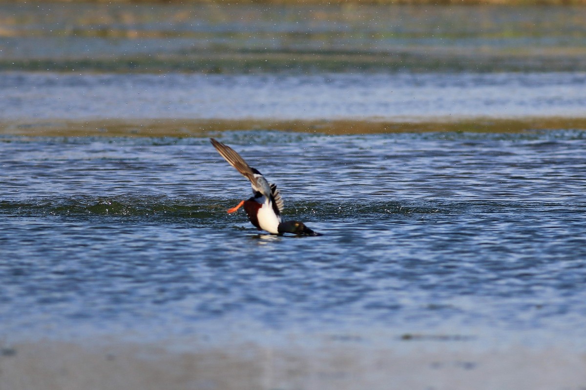 Mestolone ( comico )