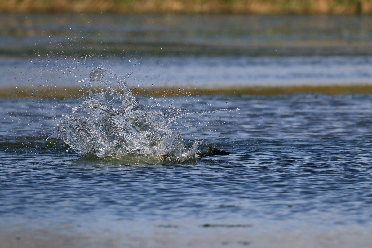 Mestolone ( comico )