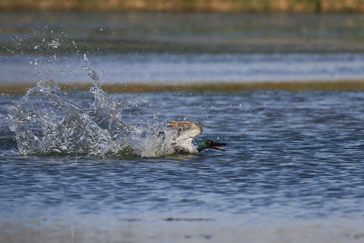 Mestolone ( comico )