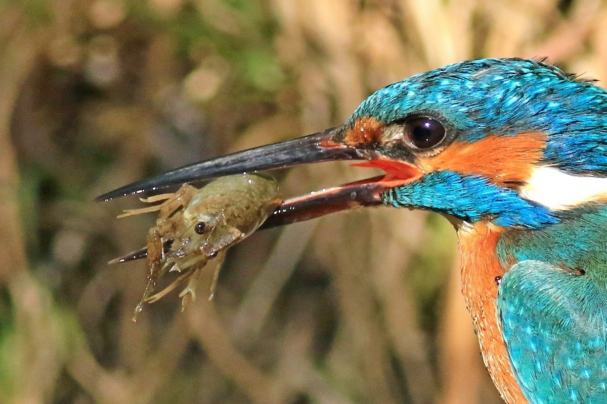 Aiuto identificazione- Gambero Americano Procambarus clarckii