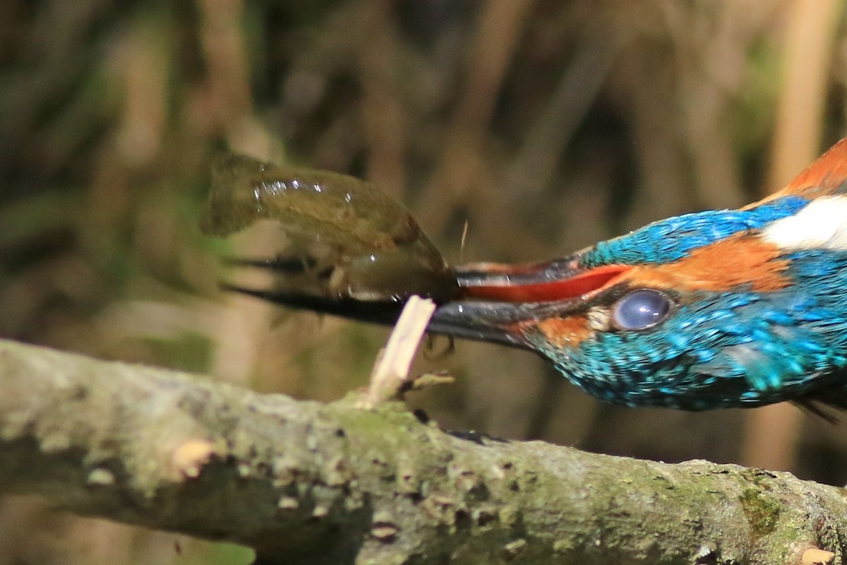 Aiuto identificazione- Gambero Americano Procambarus clarckii