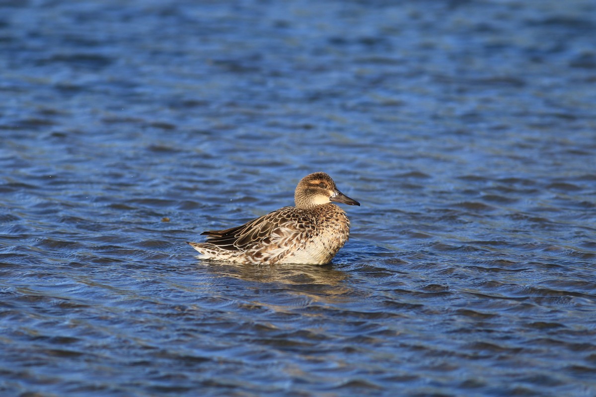Il riposo della Marzaiola e Auguri