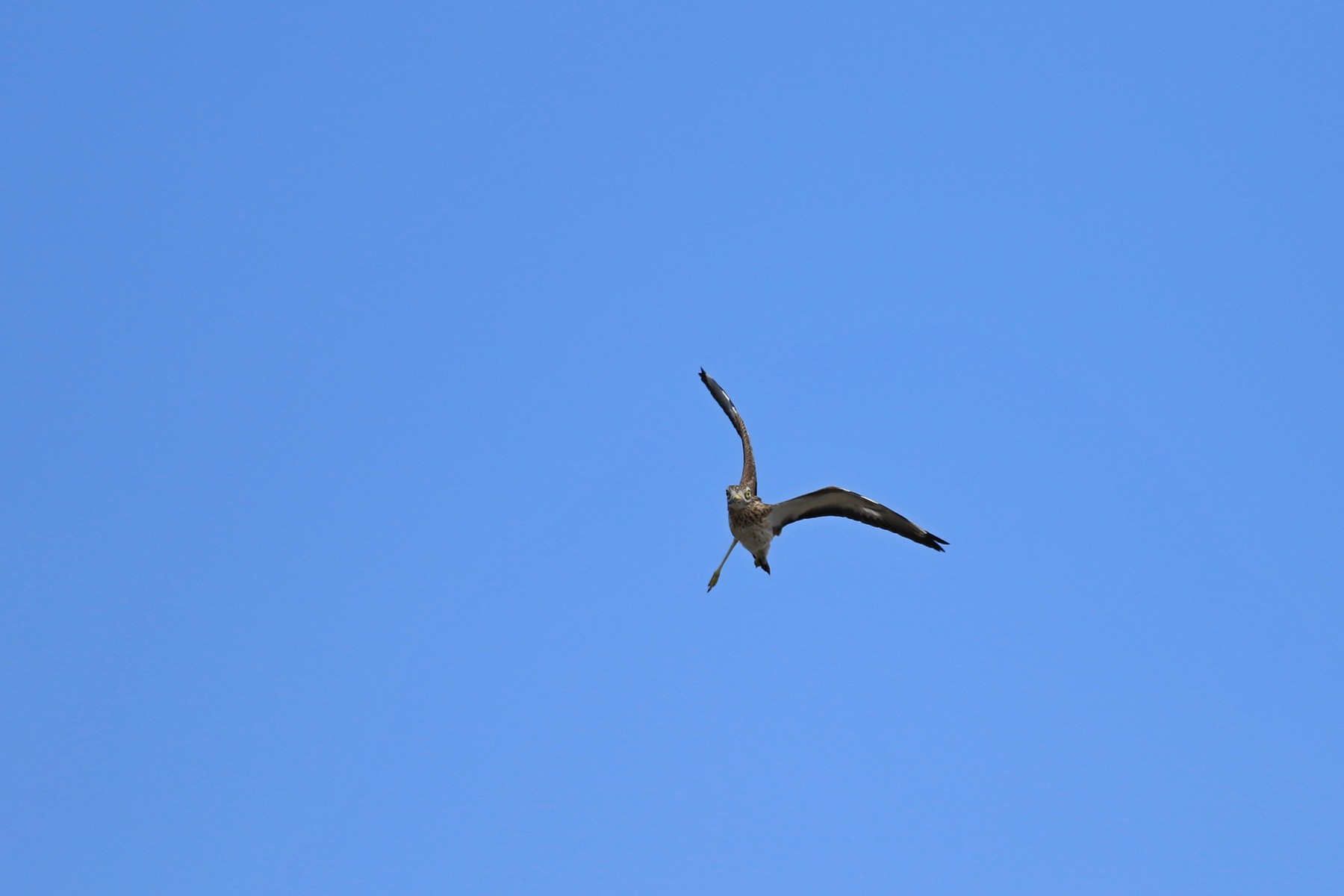 Occhione ( Burhinus oedicnemus ) preso al volo