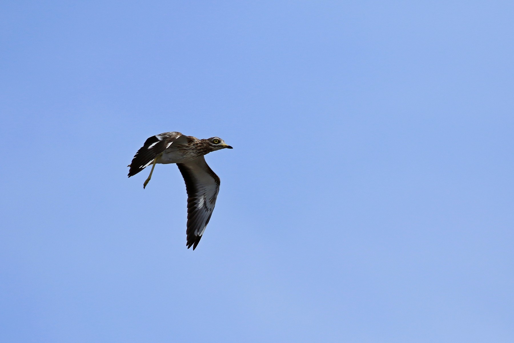 Occhione ( Burhinus oedicnemus ) preso al volo