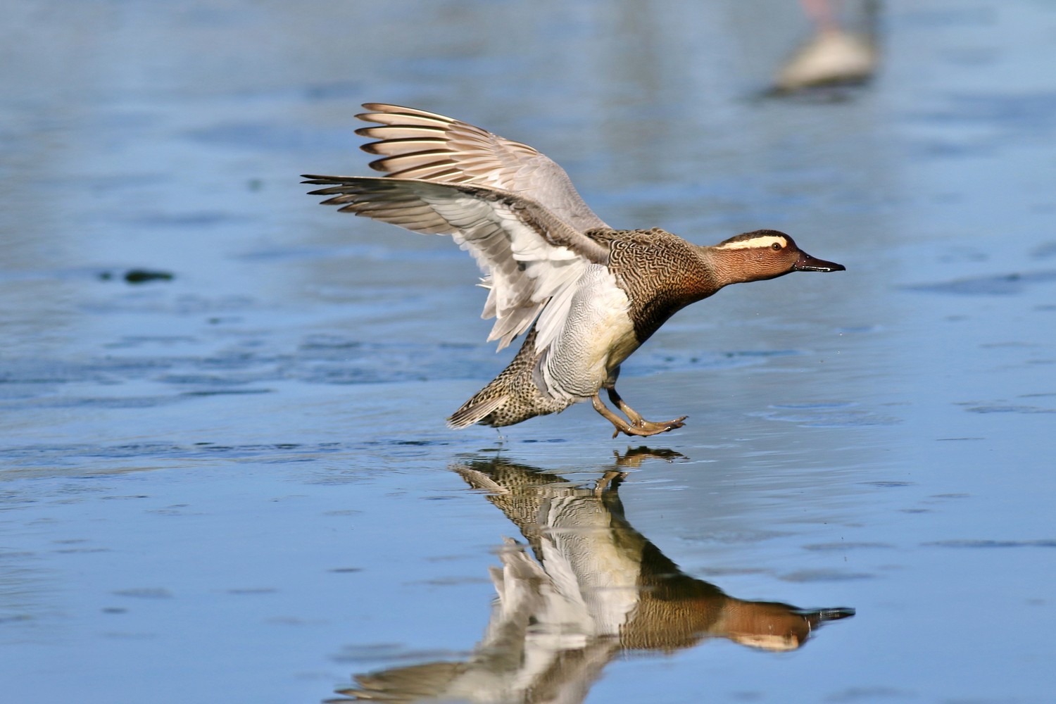 Ad ali spiegate, il sogno di Icaro.