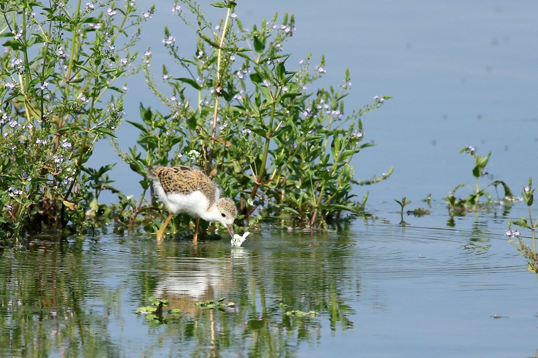 Predatori di farfalle