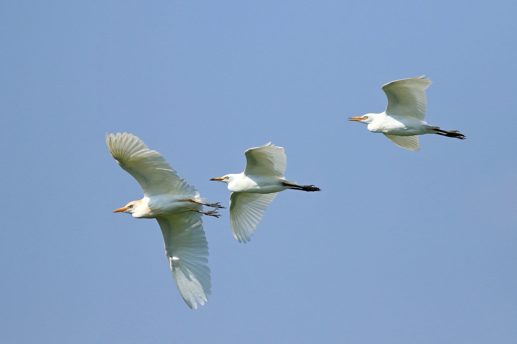 Ad ali spiegate, il sogno di Icaro.
