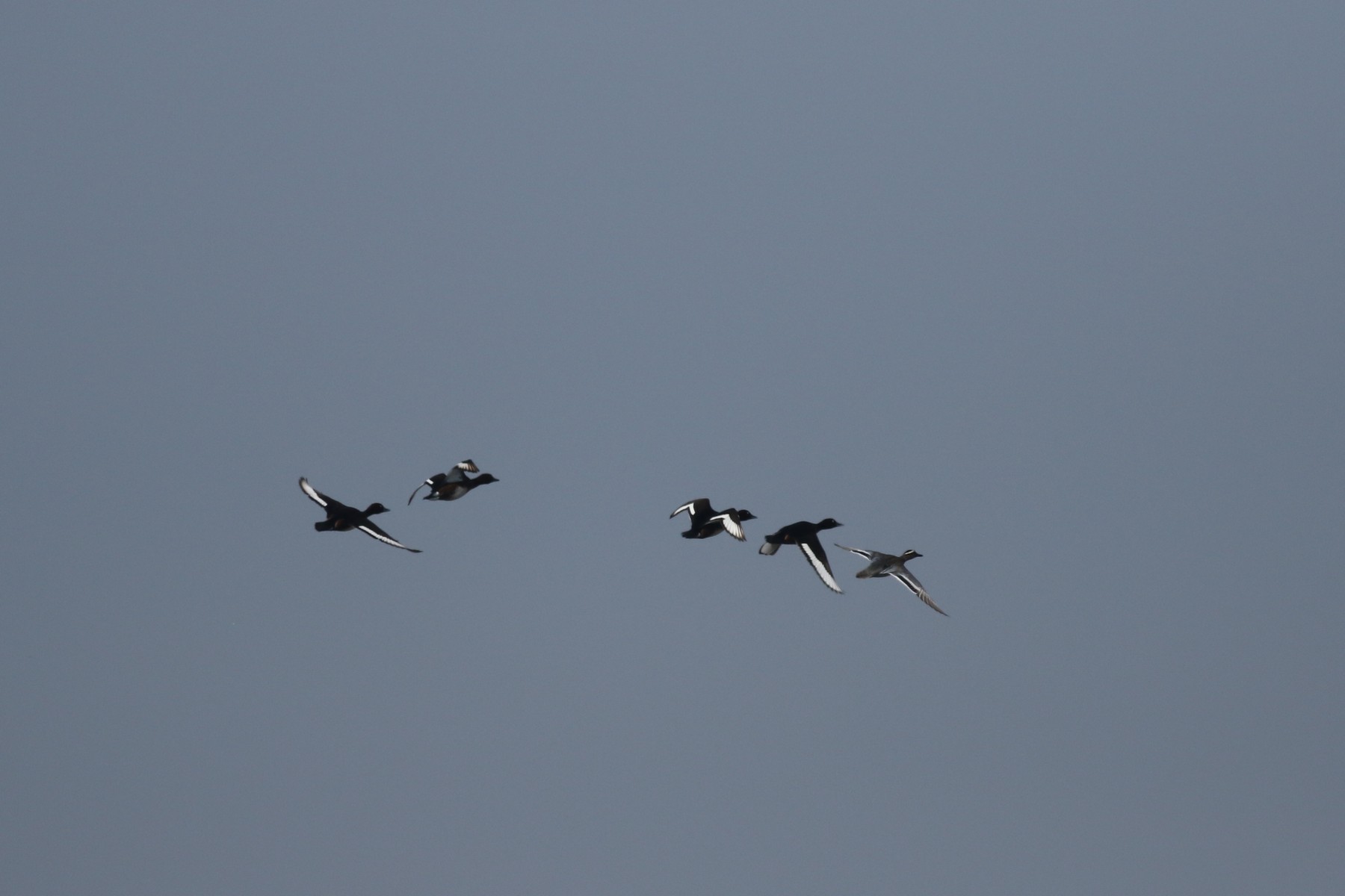 Conferma identifcazione - Morette tabaccate?