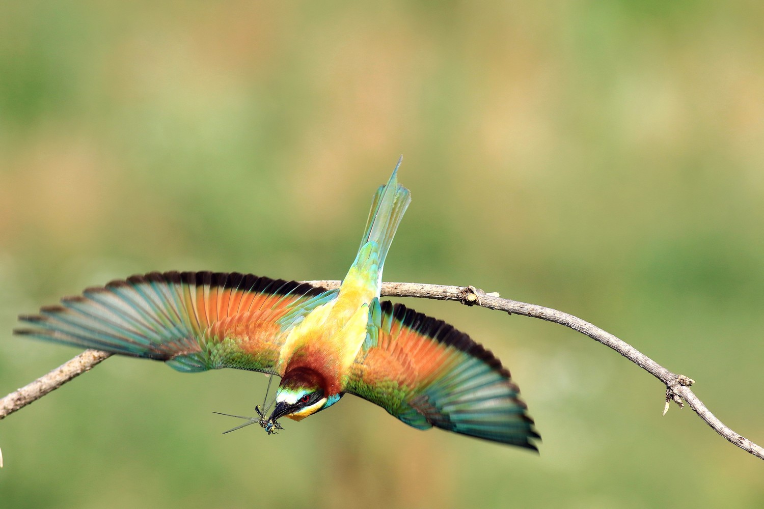 Ad ali spiegate, il sogno di Icaro.