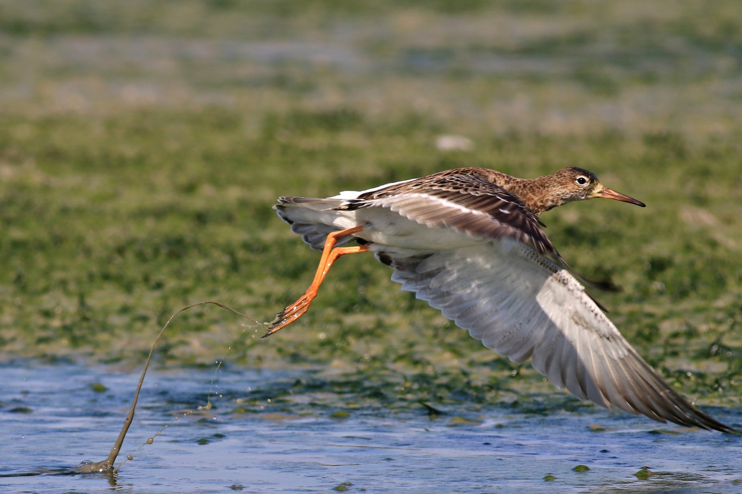Ad ali spiegate, il sogno di Icaro.