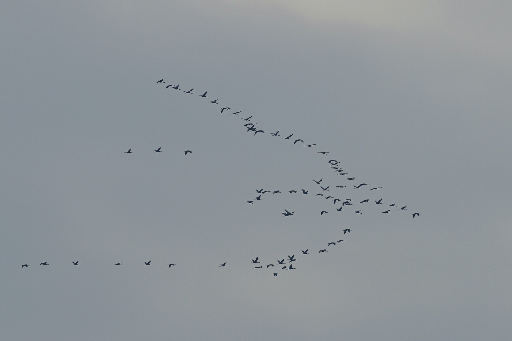 Gru (Grus grus ) ,  iniziato il passo.