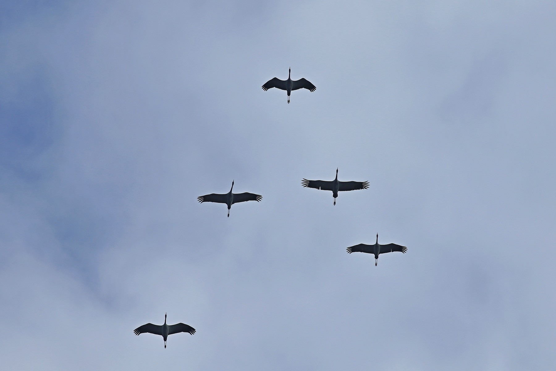 Gru (Grus grus ) ,  iniziato il passo.