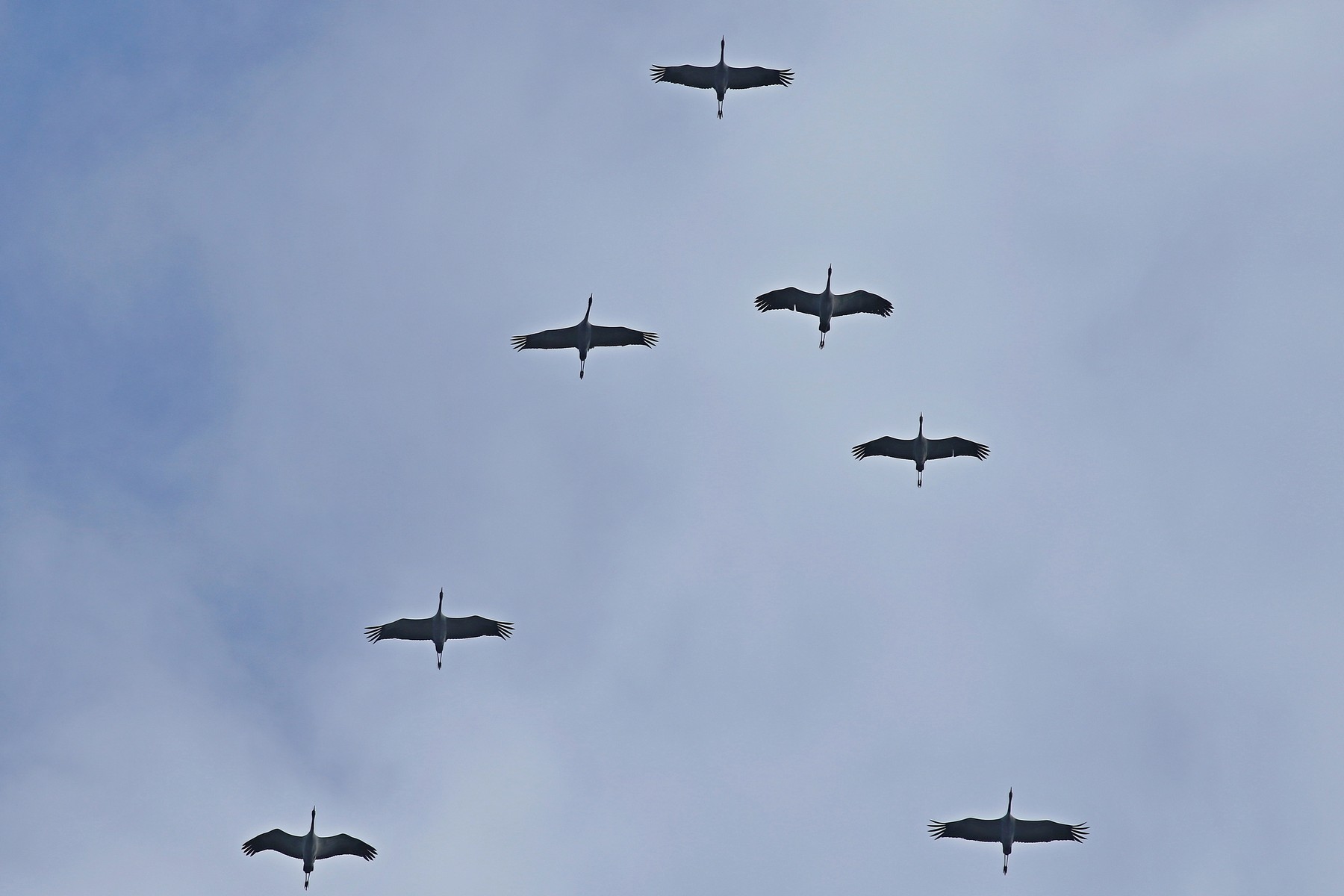 Gru (Grus grus ) ,  iniziato il passo.