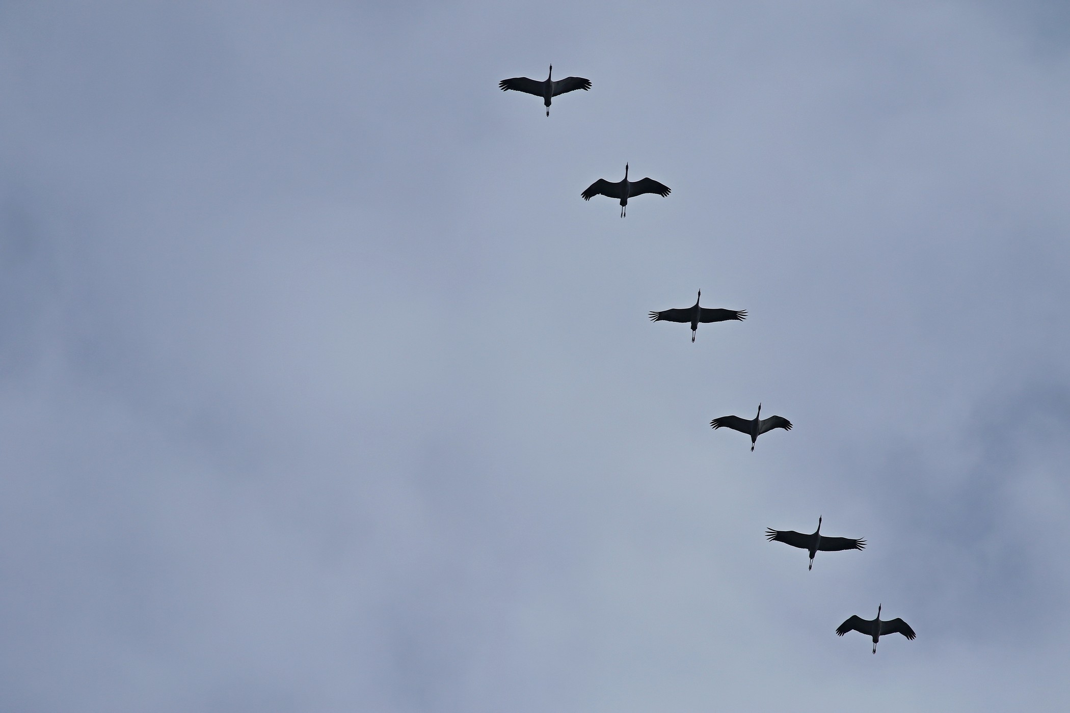 Gru (Grus grus ) ,  iniziato il passo.