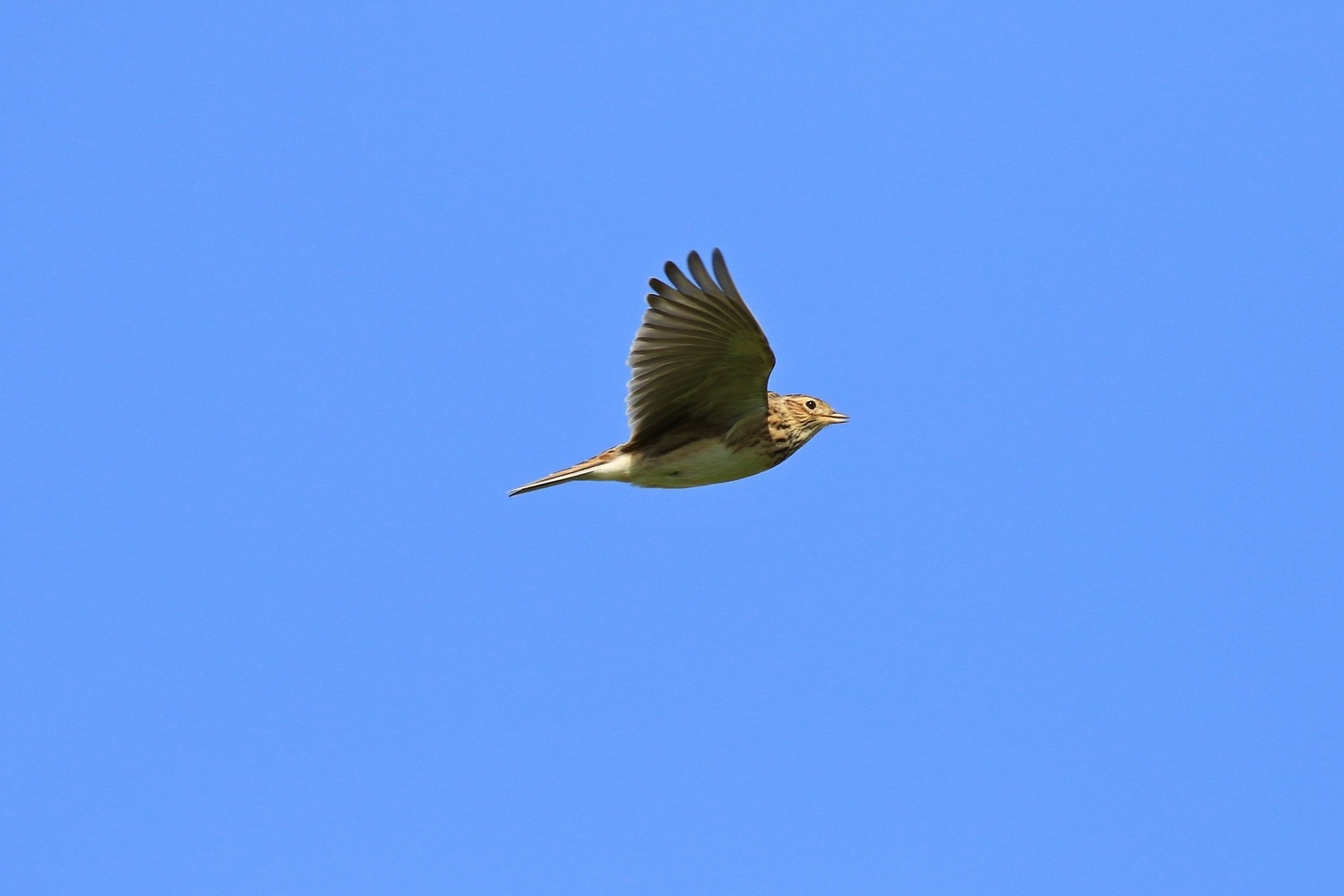Allodole, prese al volo