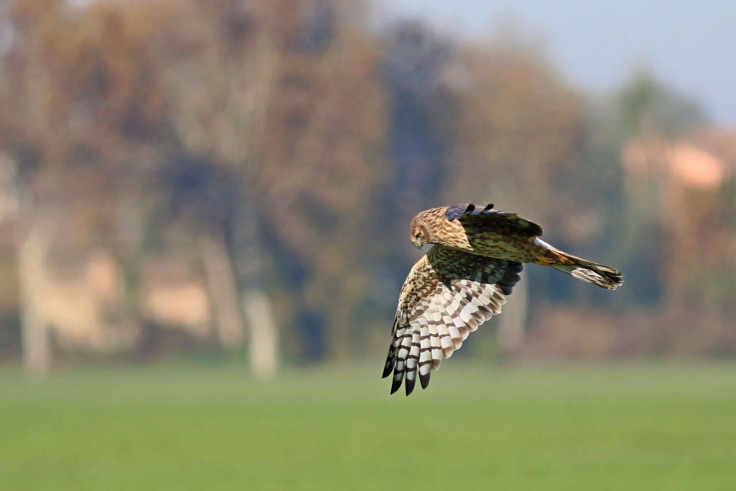 Aiuto identificazione Albanella , ma quale?