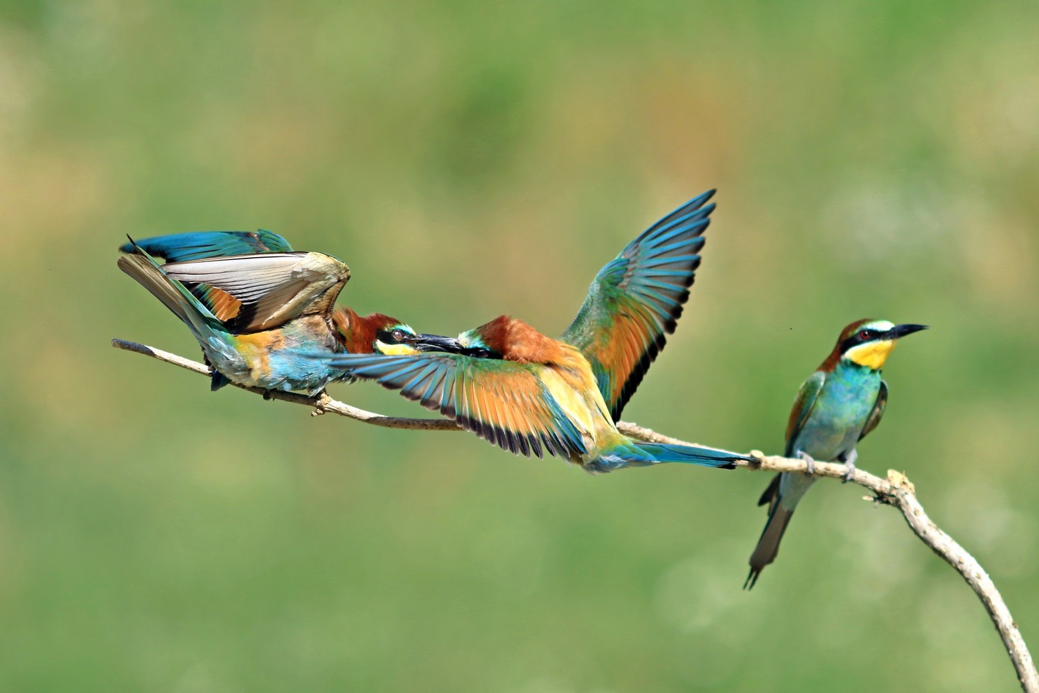 Gruccioni - Duello becco a becco