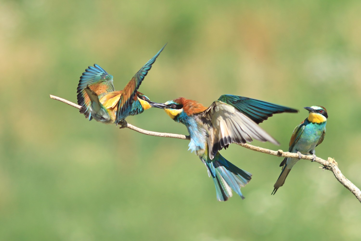 Gruccioni - Duello becco a becco