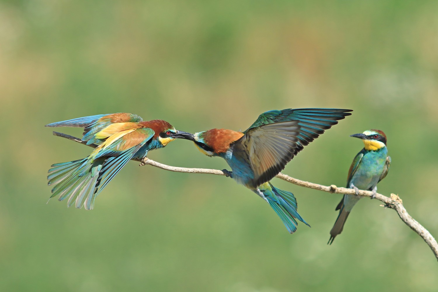 Gruccioni - Duello becco a becco