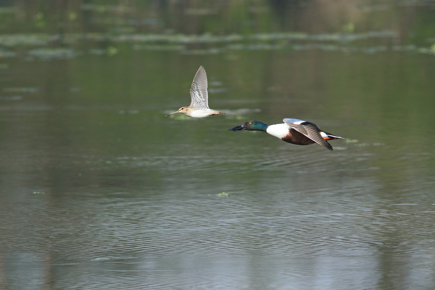 Beccaccini e....Mestolone in volo