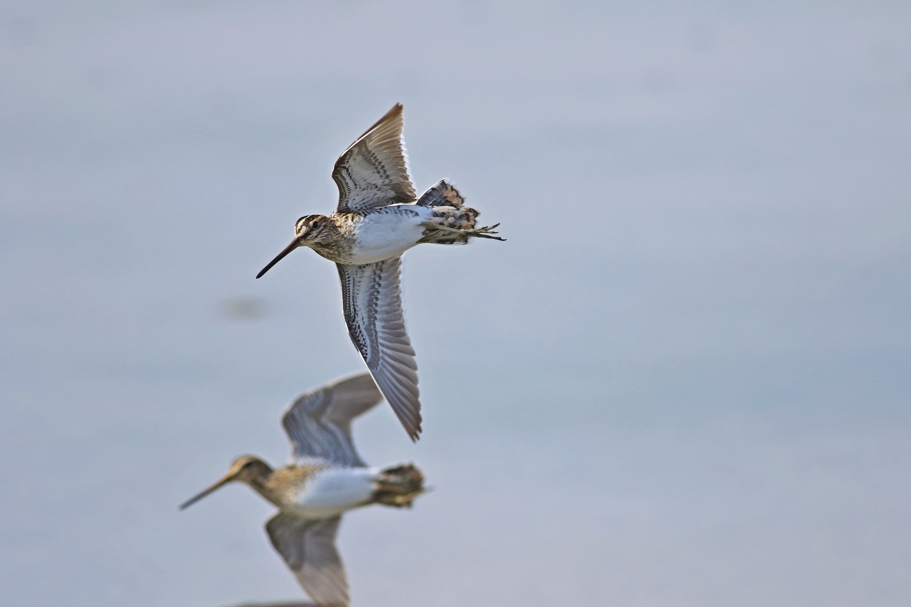 Beccaccini e....Mestolone in volo