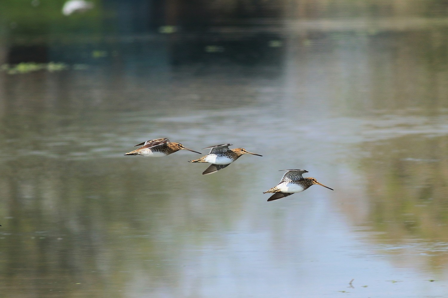 Beccaccini e....Mestolone in volo