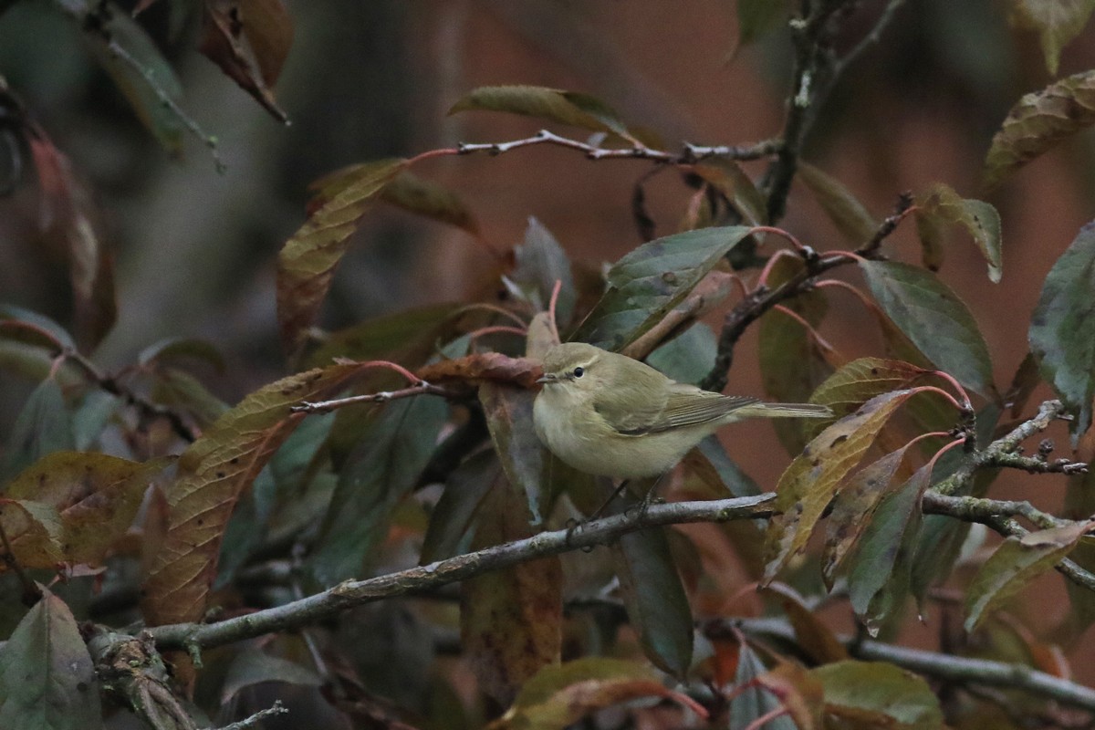 Aiuto identificazione - Lu piccolo o Lu bianco ?