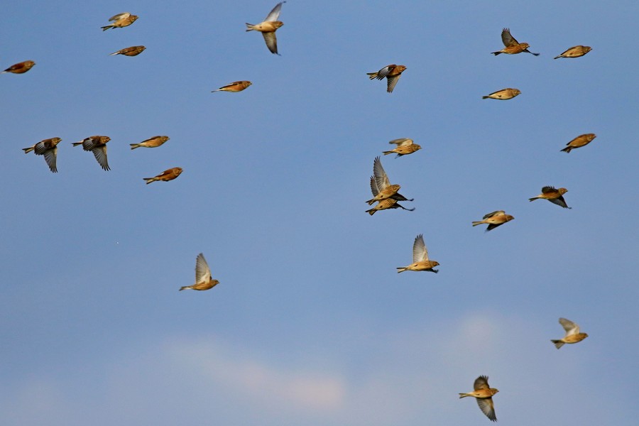 Fanelli ( Carduelis cannabina )