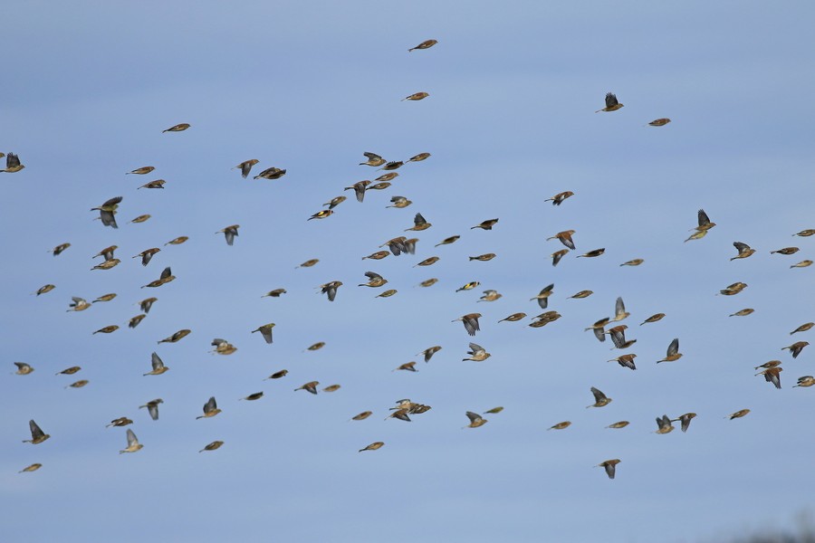 Fanelli ( Carduelis cannabina )