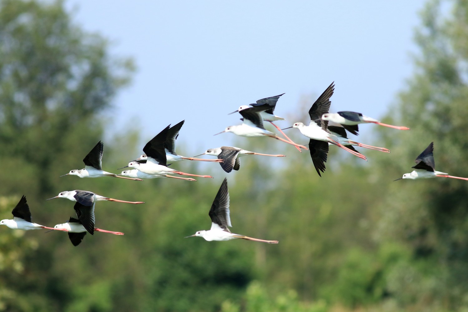 Ad ali spiegate, il sogno di Icaro.