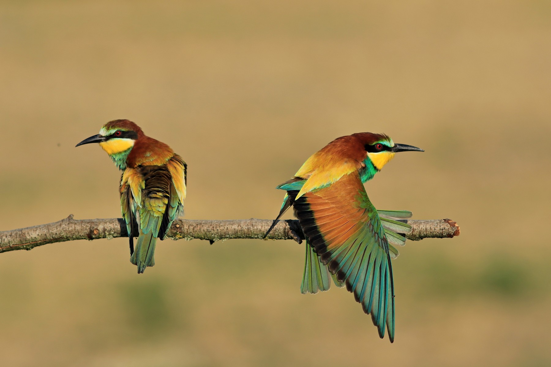Gruccioni ( Merops apiaster ) ancora loro, vicini vicini