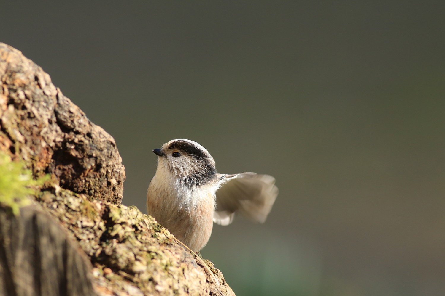 Codibugnolo / Aegithalos caudatus