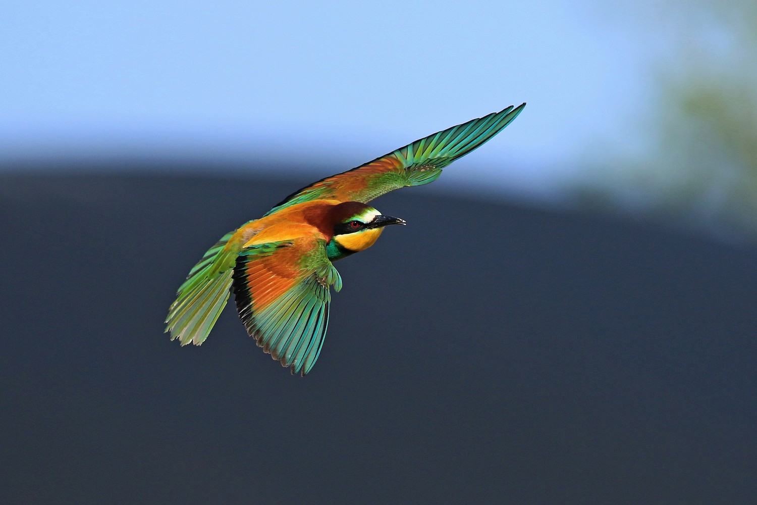 Ad ali spiegate, il sogno di Icaro.