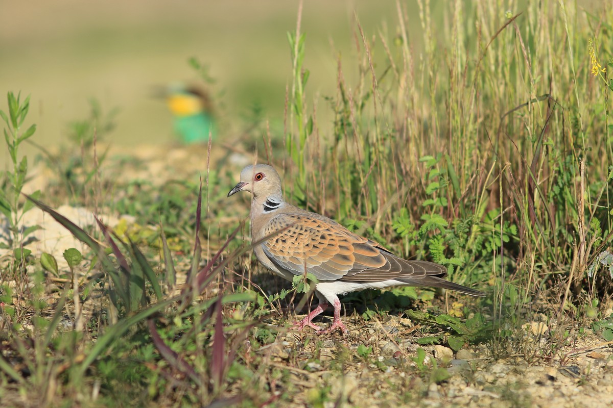 Tortora selvatica ( Streptopelia turtur )