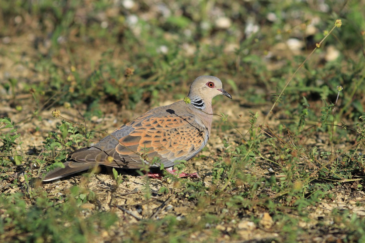 Tortora selvatica ( Streptopelia turtur )