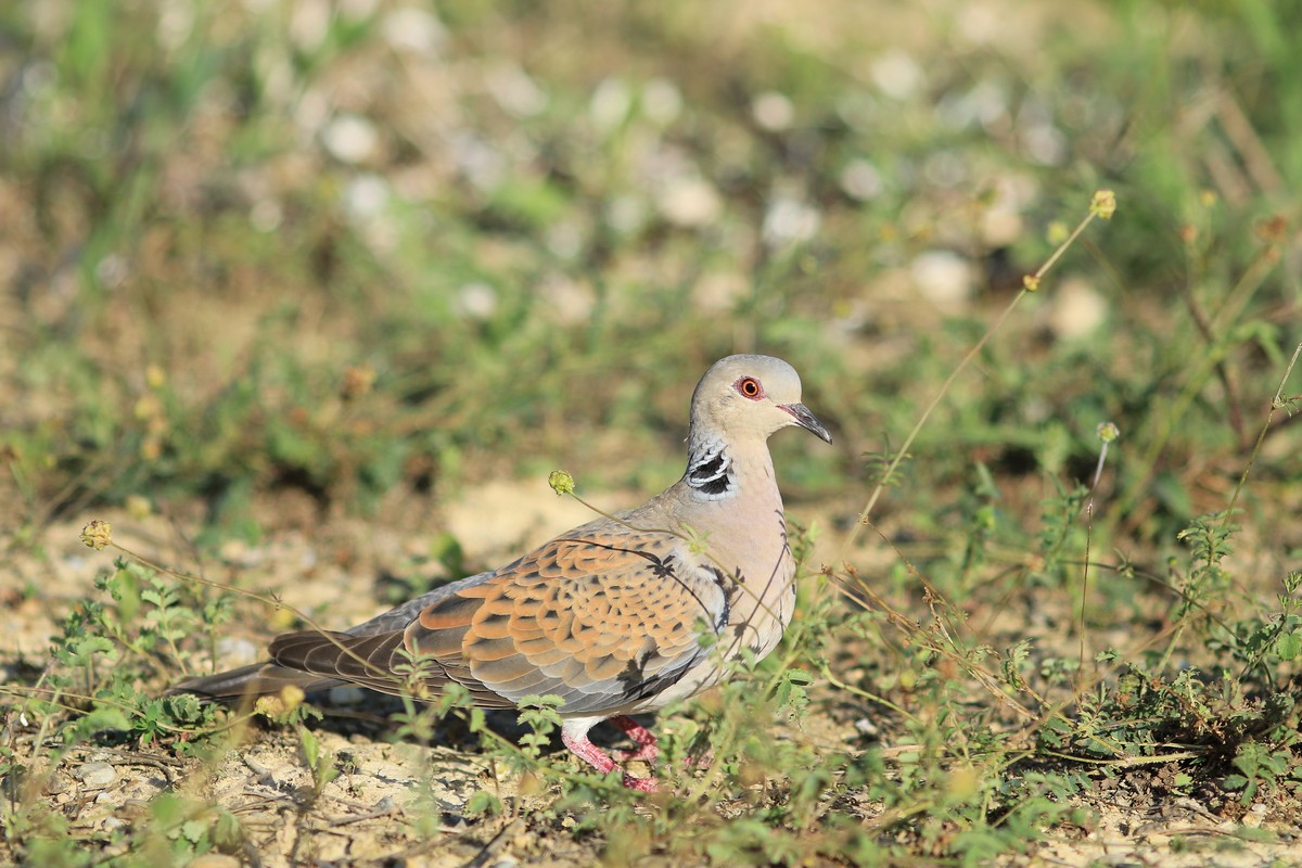 Tortora selvatica ( Streptopelia turtur )