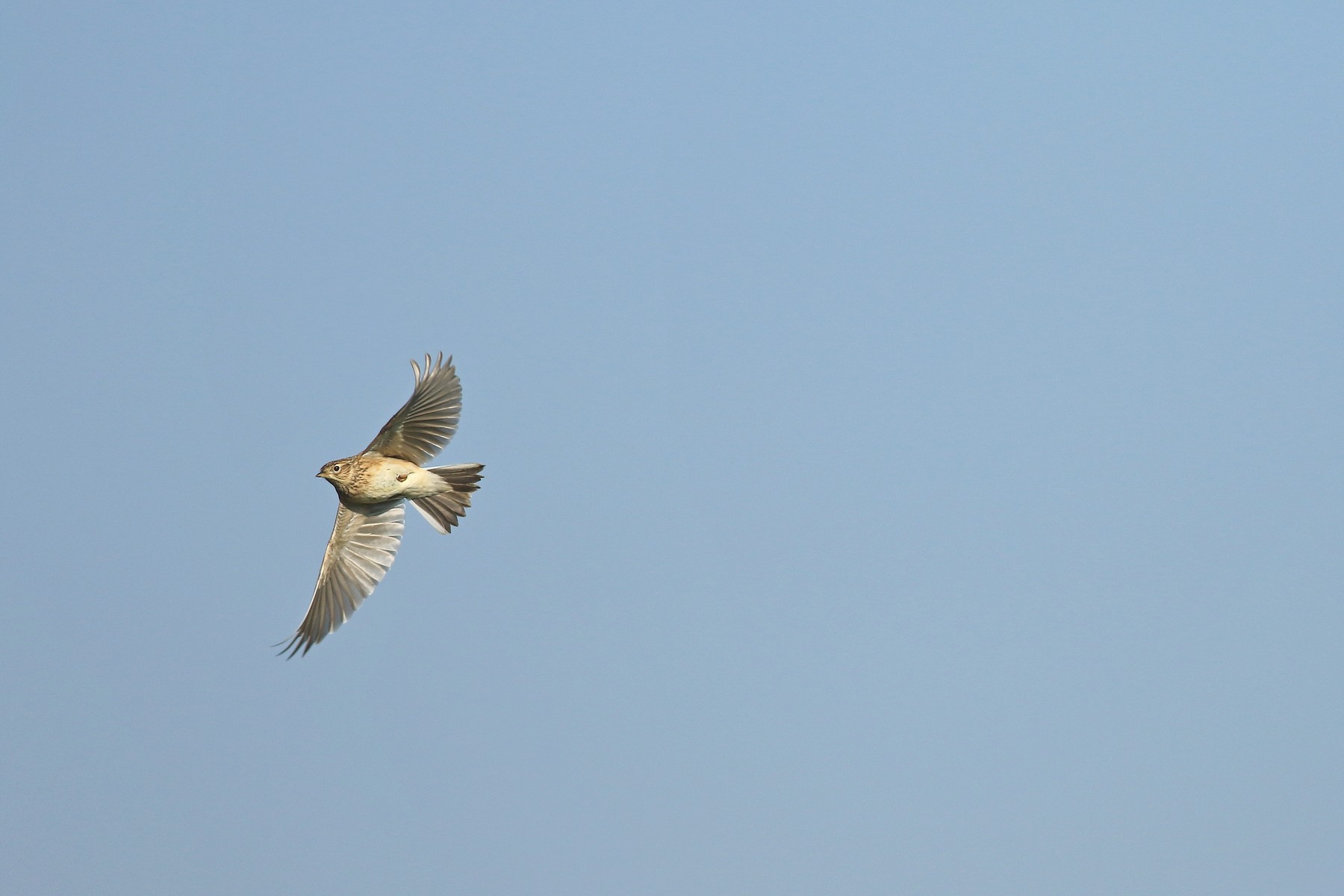Allodole, prese al volo