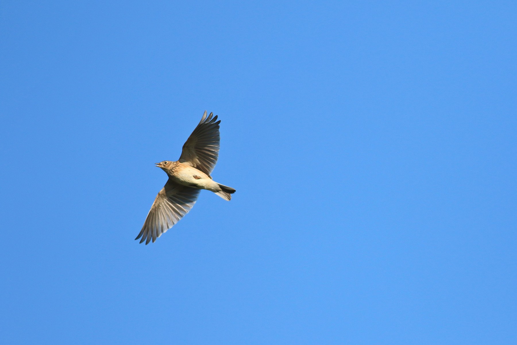 Allodole, prese al volo