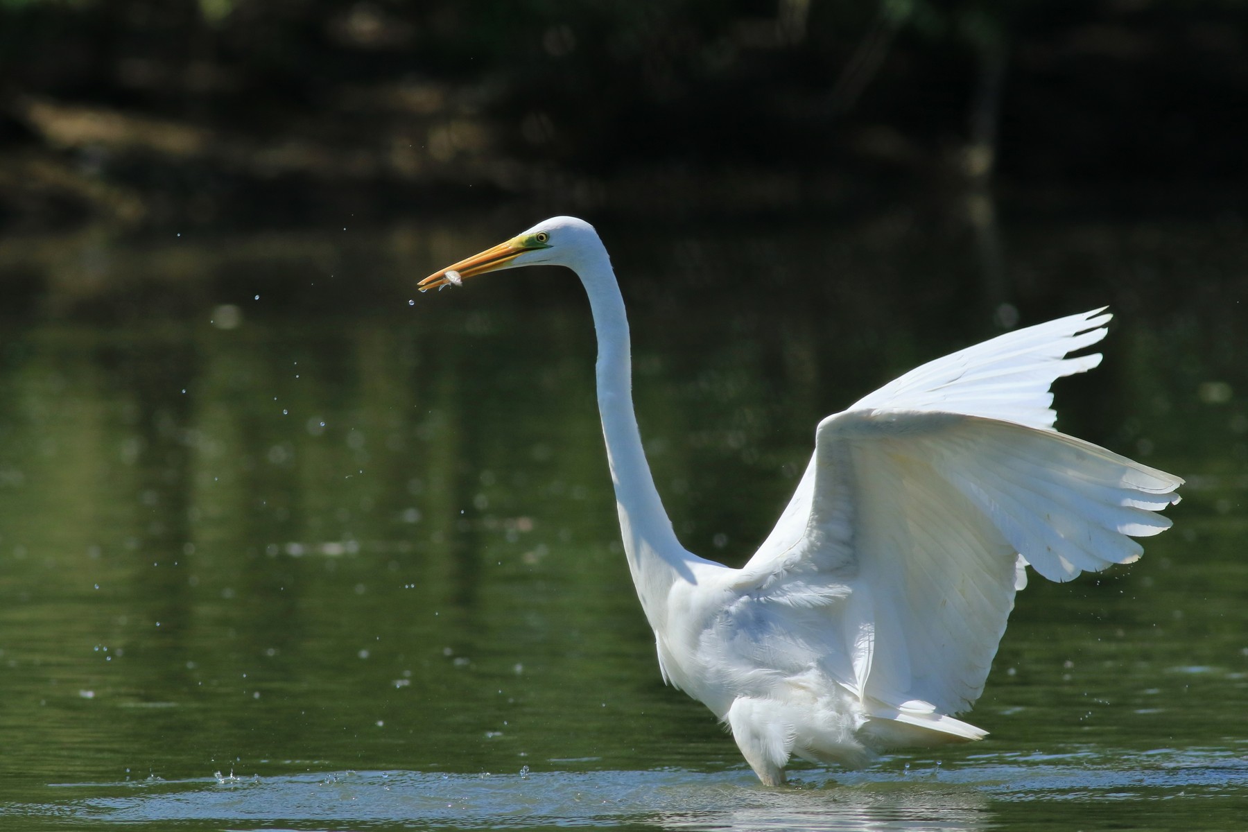 Airone bianco maggiore