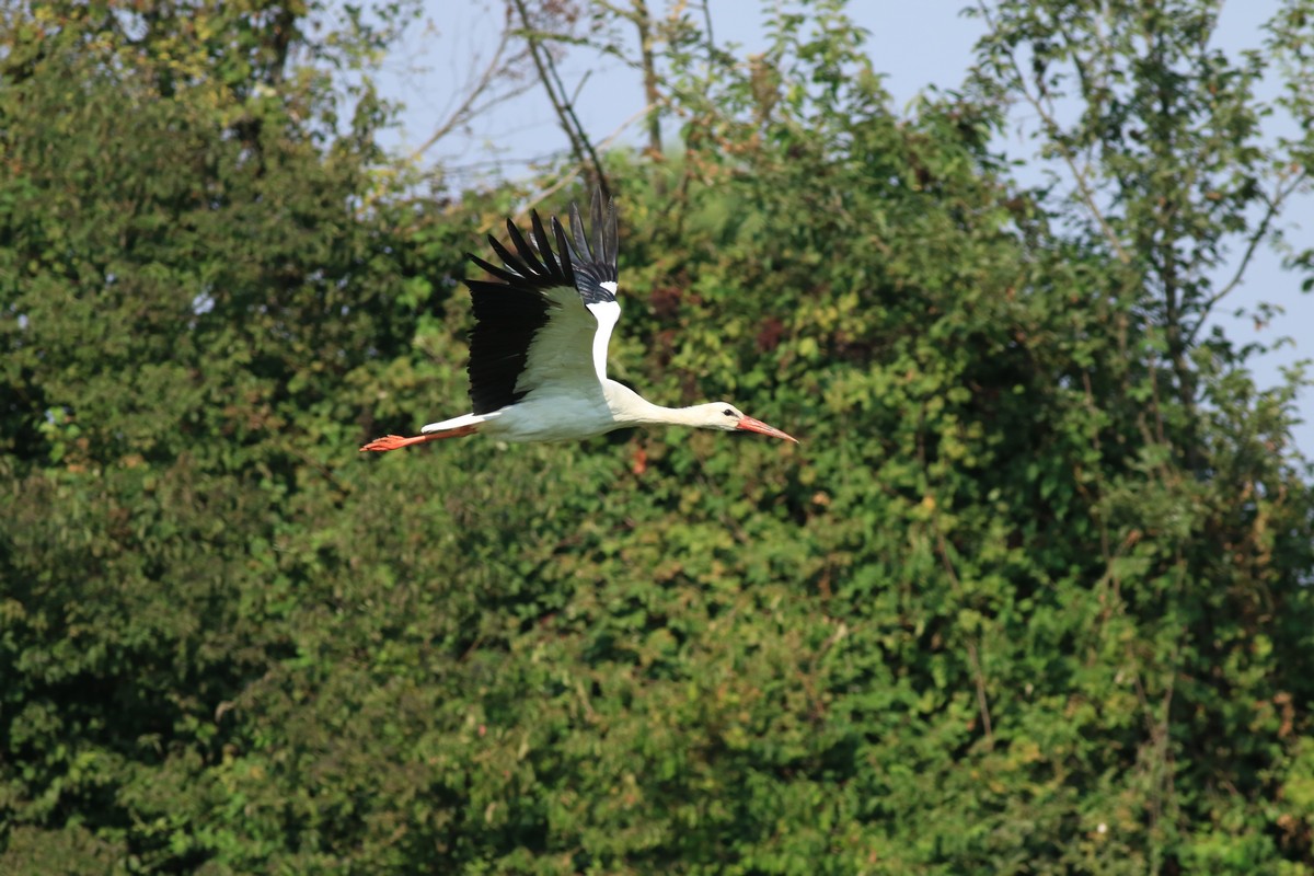 Ad ali spiegate, il sogno di Icaro.